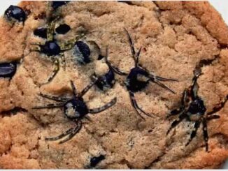 Шоколадное печенье с пауками из шоколада - забавное угощение не только в Хеллоуин
